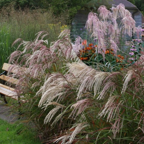 Miscanthus sinensis 'Kaskade' - Hiina siidpööris 'Kaskade' P9/0,55L 